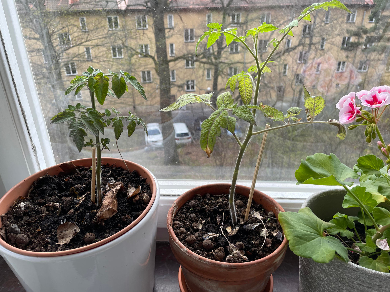 Kall vår - hur ska man göra?