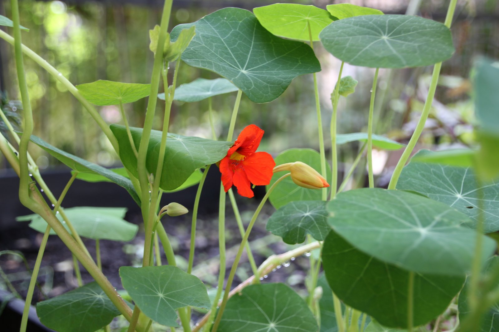 Odlingslådan – nasturtium i kvartersodling