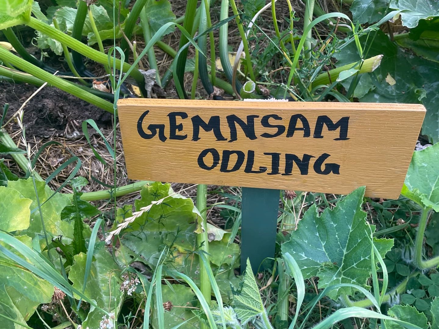 Odlingar i Brunnsäng och Geneta – bild 1