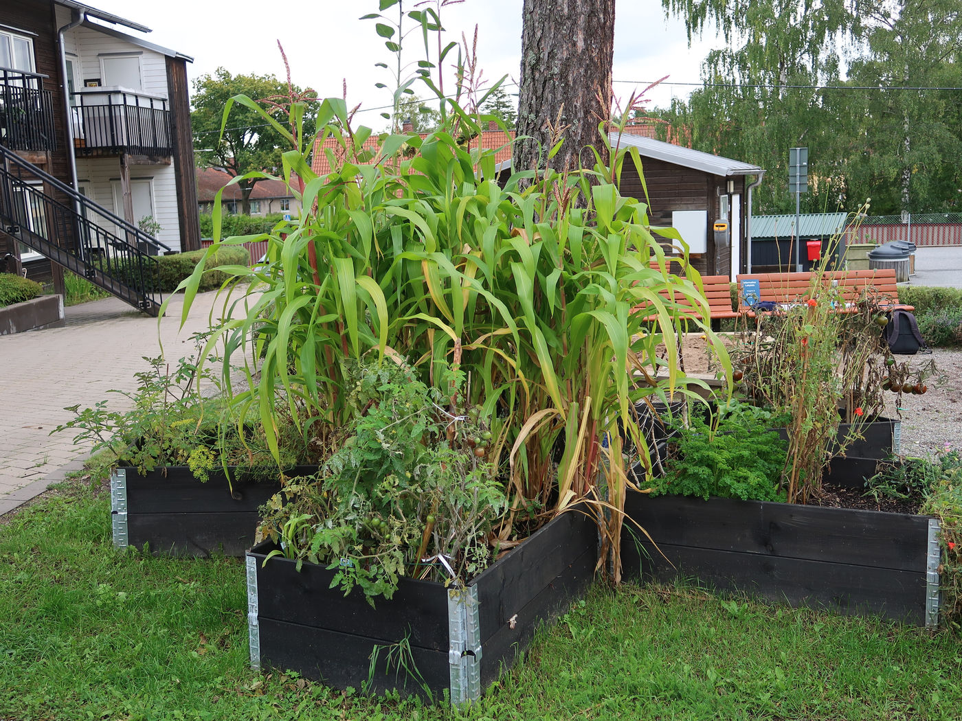 Tornets kvartersodling – bild 3