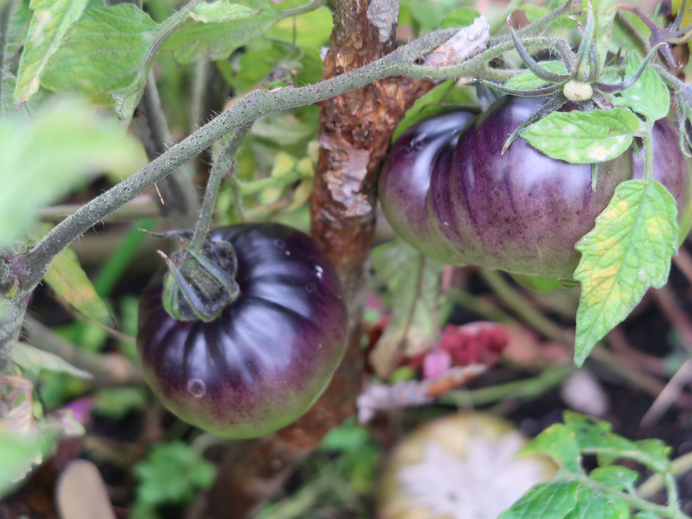 Tornets kvartersodling – bild 5